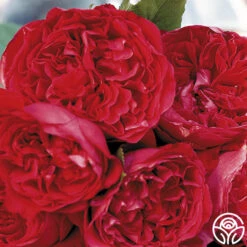 Red Eden® 10 Red Eden® -Lovely Rose Shop red eden 5