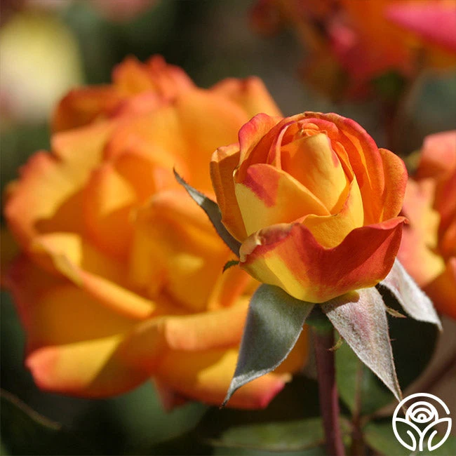 Red Gold 4 Red Gold - Image 2