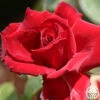Red Prince® -Lovely Rose Shop red prince 1