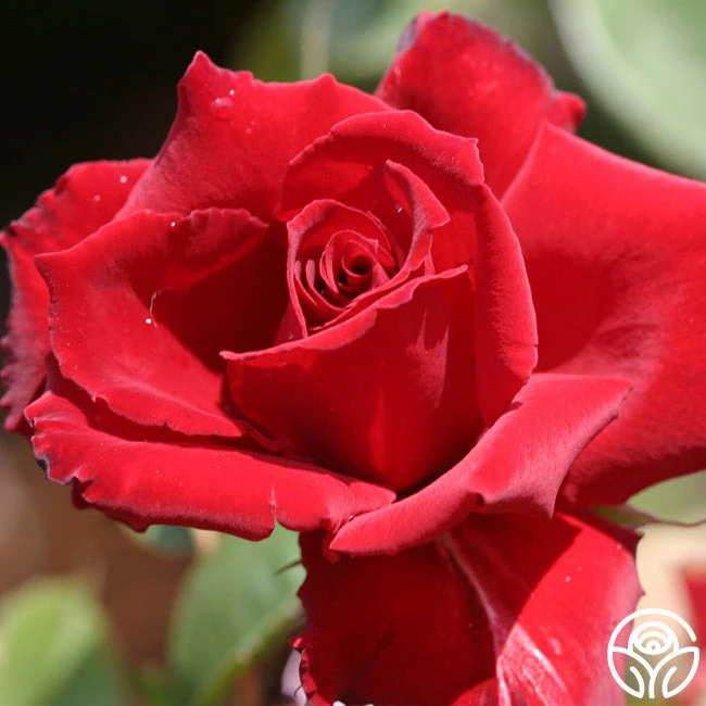 Red Prince® 3 Red Prince®