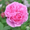 Reine Victoria 1 Reine Victoria -Lovely Rose Shop reine victoria 2 1 1