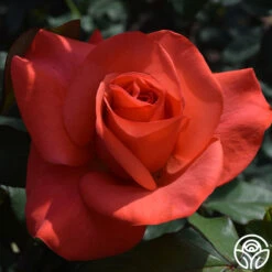 Ring Of Fire™ -Lovely Rose Shop ring of fire 1 5