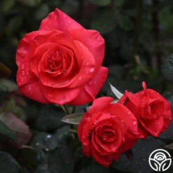 Heirloom Roses -Lovely Rose Shop ring of fire 6