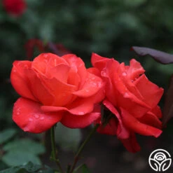 Ring Of Fire™ -Lovely Rose Shop ring of fire 8