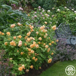 Roald Dahl 11 Roald Dahl -Lovely Rose Shop roald dahl 1