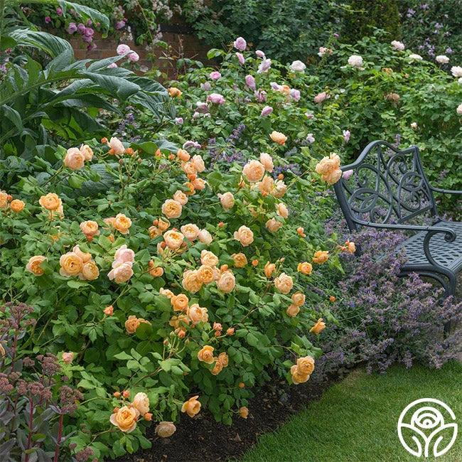 Roald Dahl 4 Roald Dahl - Image 3