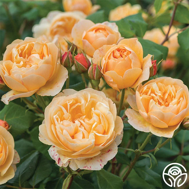 Roald Dahl 6 Roald Dahl - Image 5