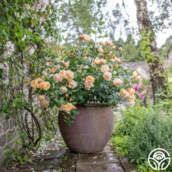 Roald Dahl 15 Roald Dahl -Lovely Rose Shop roald dahl 4