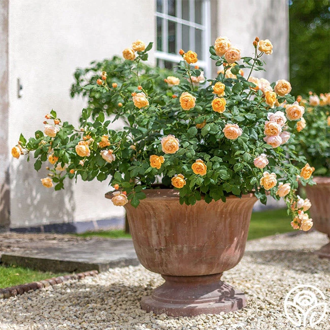 Roald Dahl 3 Roald Dahl - Image 2