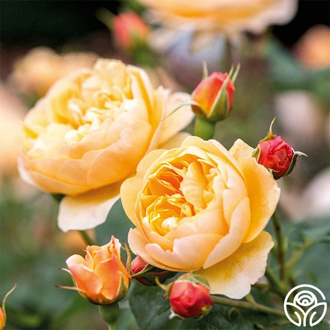 Roald Dahl 5 Roald Dahl - Image 4