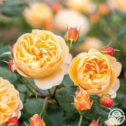 Roald Dahl 16 Roald Dahl -Lovely Rose Shop roald dahl 8