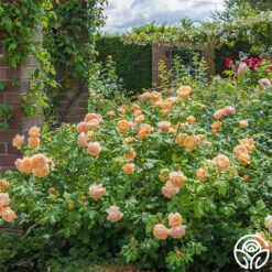 Roald Dahl 14 Roald Dahl -Lovely Rose Shop roald dahl 9