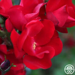 Robusta -Lovely Rose Shop robusta 13