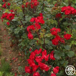 Robusta -Lovely Rose Shop robusta 14