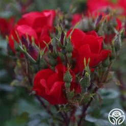 Robusta -Lovely Rose Shop robusta 15