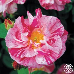 Rosa Mundi -Lovely Rose Shop rosa mundi 1 5