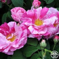 Rosa Mundi -Lovely Rose Shop rosa mundi 2 1 1