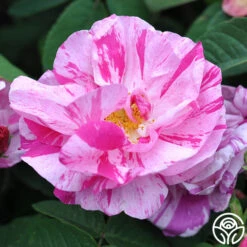 Rosa Mundi -Lovely Rose Shop rosa mundi 5 5