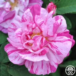 Rosa Mundi -Lovely Rose Shop rosa mundi 6