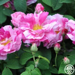 Rosa Mundi -Lovely Rose Shop rosa mundi 7