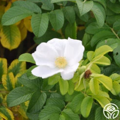 Rosa Rugosa Alba -Lovely Rose Shop rosa rugosa alba logo 02
