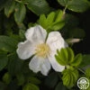 Rosa Rugosa Alba 2 Rosa Rugosa Alba -Lovely Rose Shop rosa rugosa alba logo 03