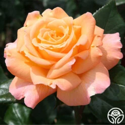 Rosemary Harkness™