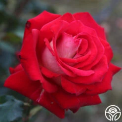 Rosie O'Donnell 11 Rosie O'Donnell -Lovely Rose Shop rosie o donnell 3