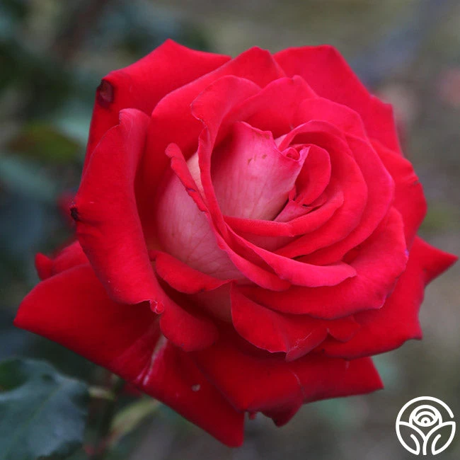 Rosie O'Donnell 7 Rosie O'Donnell - Image 5