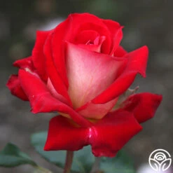 Rosie O'Donnell 10 Rosie O'Donnell -Lovely Rose Shop rosie o donnell 5