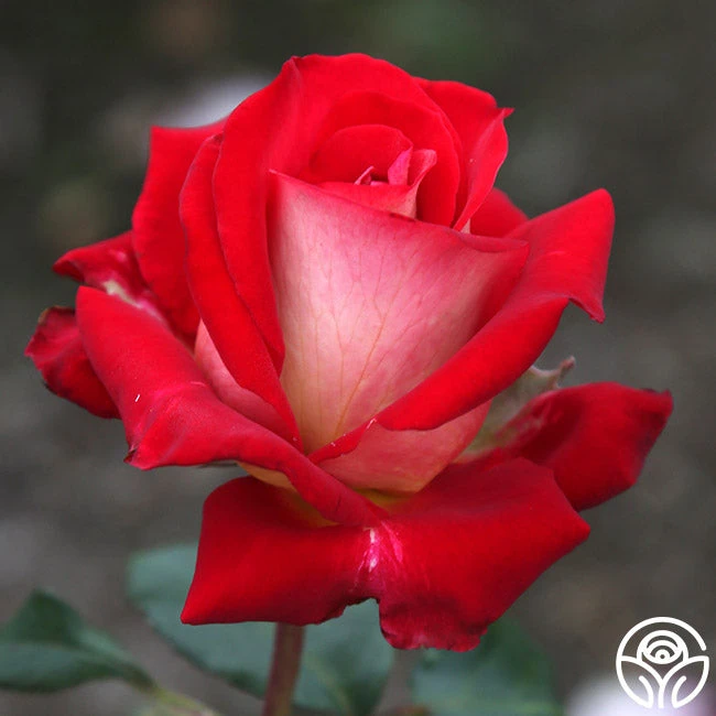 Rosie O'Donnell 6 Rosie O'Donnell - Image 4