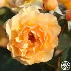 Royal Amber™ -Lovely Rose Shop royal amber 3 4
