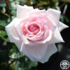 Royal Highness -Lovely Rose Shop royal highness 1 1 1