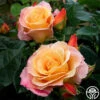 Royal Pageant™ 2 Royal Pageant™ -Lovely Rose Shop royal pageant 1 1 1