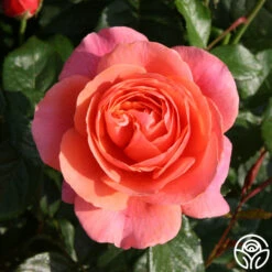 Safari™ -Lovely Rose Shop safari 1 1 1