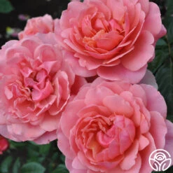 Safari™ -Lovely Rose Shop safari 4 8