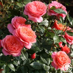 Safari™ -Lovely Rose Shop safari 5 1