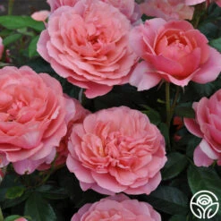 Safari™ -Lovely Rose Shop safari 6 8