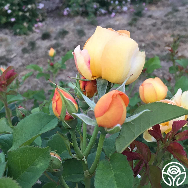 Saffron Summer™ 5 Saffron Summer™ - Image 3