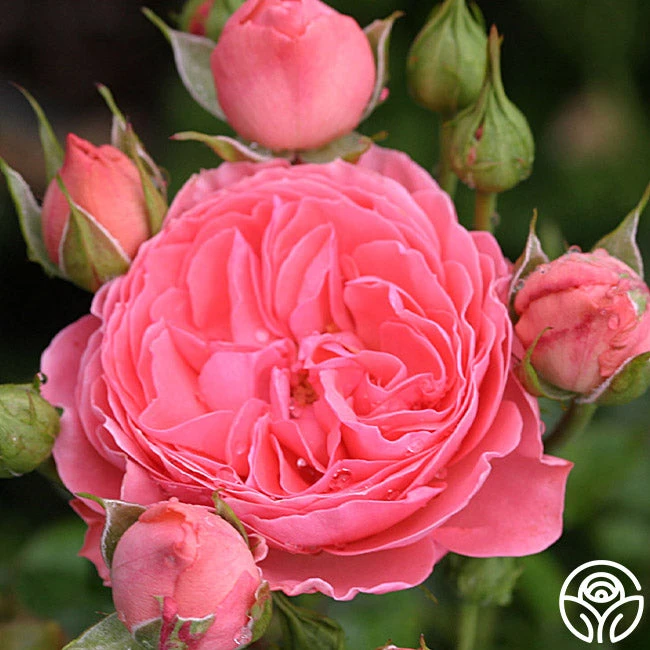 Salmon Abundance™ 4 Salmon Abundance™ - Image 2