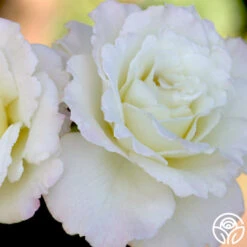 Saratoga 12 Saratoga -Lovely Rose Shop saratoga 1 1 2