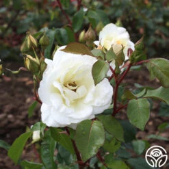 Saratoga 13 Saratoga -Lovely Rose Shop saratoga 4