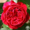 Scarlet Velvet™ 2 Scarlet Velvet™ -Lovely Rose Shop scarlet velvet 2 5