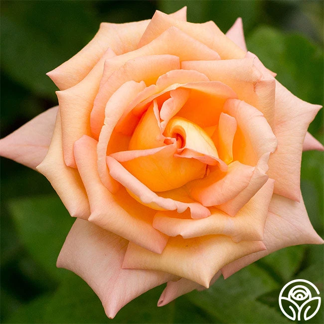 Scent-Sation 3 Scent-Sation