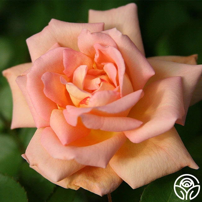 Scent-Sation 4 Scent-Sation - Image 2