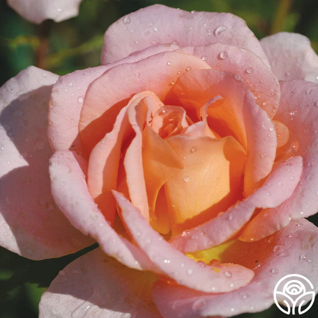 Scent-Sation 5 Scent-Sation - Image 3