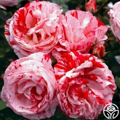 Scentimental™ -Lovely Rose Shop scentimental 111