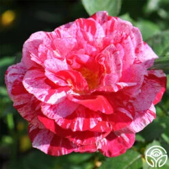 Scentimental™ -Lovely Rose Shop scentimental 2 1 2