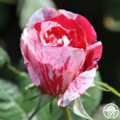 Scentimental™ -Lovely Rose Shop scentimental 8