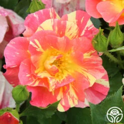 School Spirit -Lovely Rose Shop school spirit 4 1